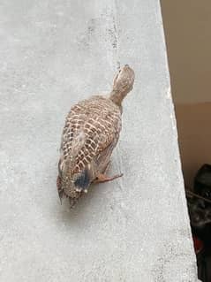 Dhakni