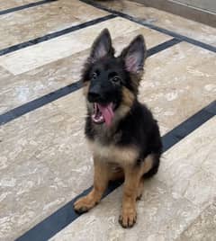 Show Quality Pink Pedigree Long Coat German Shepherd Female