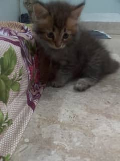 Himalayan pertion kittn