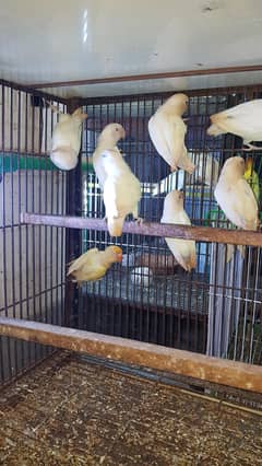 albino