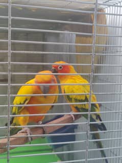 Hand tame Sun conure breeder pair