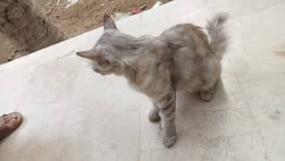 Friendly Grey Tabby Cat for Sale – Karachi