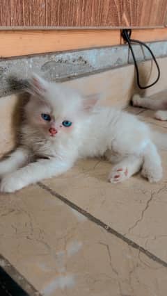 Kittens