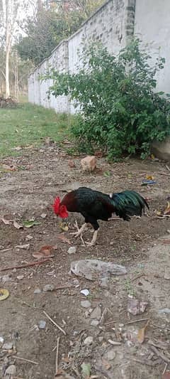 Pair for sale morghi aunday de Rahi hai krock wali