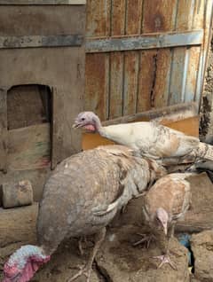 turkey