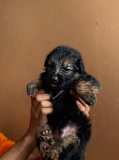 Pure German shepherd long coat