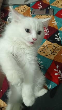 Persian female and pair available