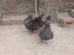 Laka pair