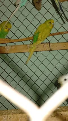 Budgie King size Adult Pair 08 Months age