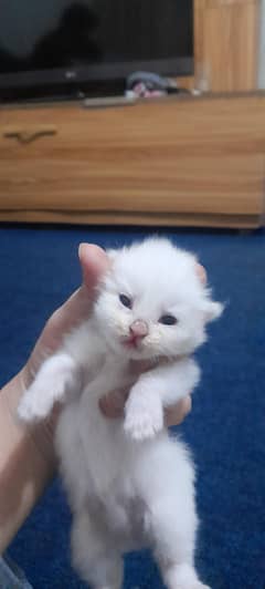 New baby