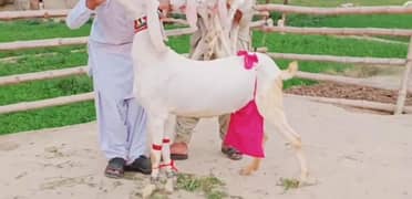 Gulabi Bakri Our Bacchon Urgent For Sale,03425820107
