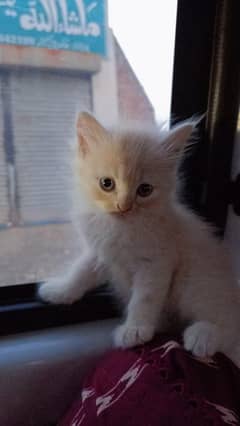persian