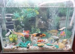 Aquarium for sale with Fishes