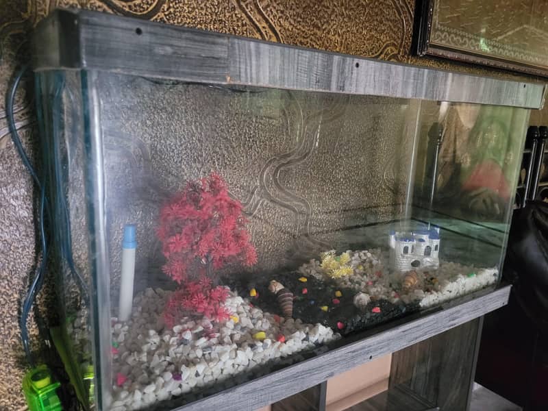 3 Ft Fish Aquarium setup 5