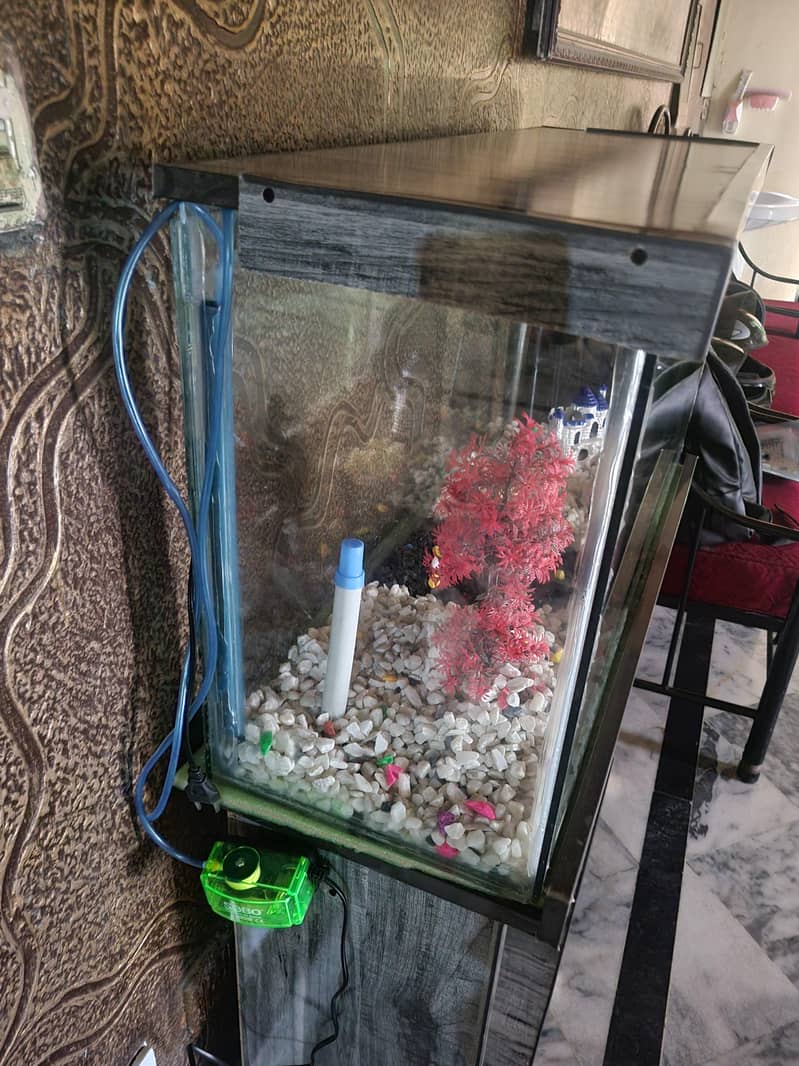 3 Ft Fish Aquarium setup 6
