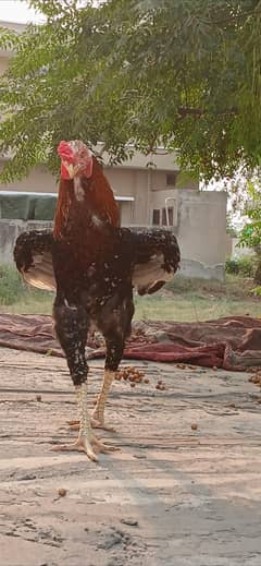 Aseel pair