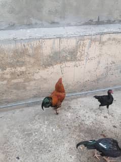 2murghay