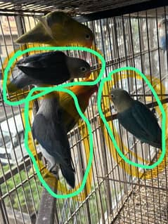 Love birds chicks available 3 piece