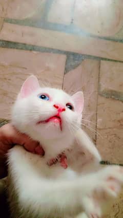 Persian kitten's for urgent sale