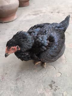 aseel murgi korak wali