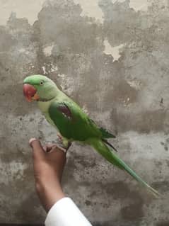 Raw parrot male fully hand tame