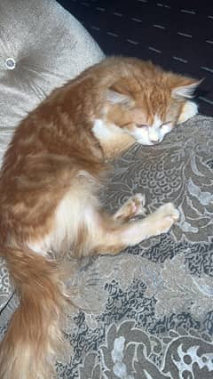 Persian cat