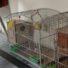 love birds