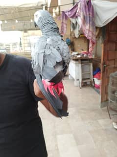 African  grey parrot