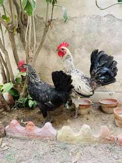 Misri murgi egg laying