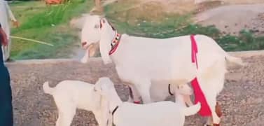 3 Bacchon Ka Sath Desi Bakri For Sale,/03425820107