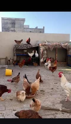 golden misri egg laying hens