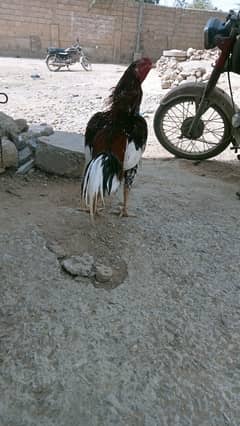 mianwali aseel pair