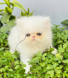 Persian Cat | Persian Kitten | Tripple Coated | 03272662719 | Punch