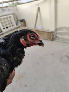 Aseel Mianwali ( pure breed)