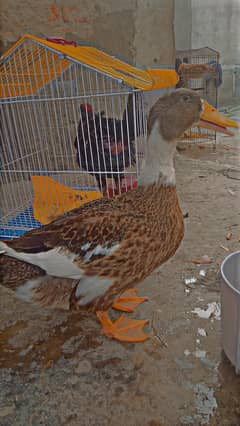 sale  duck