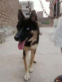 German