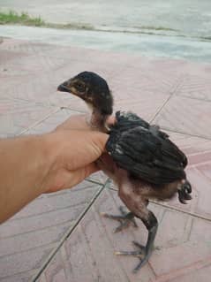aseel murga and chicks