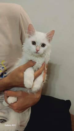 persian cat