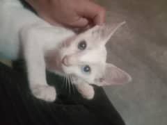 blue green eyes 2 kitten short hair Persian