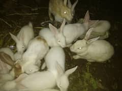 rabbits for sale whole sale rate 1500, 2 piece