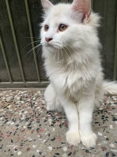 Persian kittens triple coat