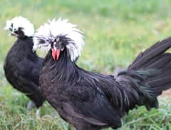 Black polish pair for sale. . . . 03110545393