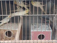 cocktail parrots with cage