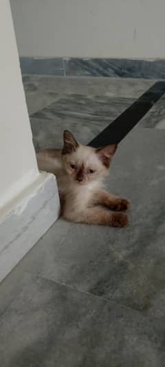 Siamese kitten