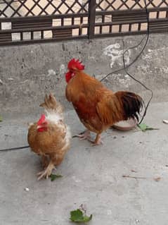 Golden buff pair