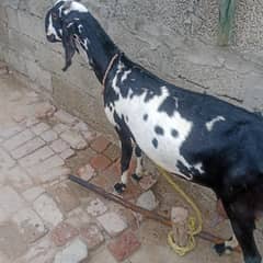 bakri takriban 2 sal ki bakri 3 bar soi hai  1.5 l dudh deti hai