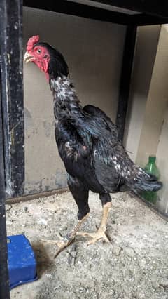 Shamo