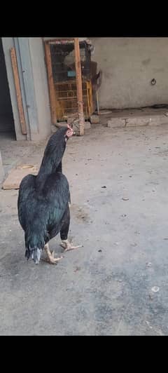 Pure Aseel High Quality home breed Murghia