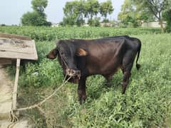 sahiwal valeti cross veda rang tela kheera