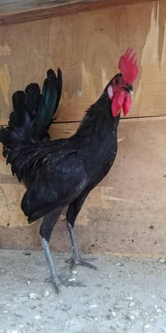 Desi Murga black